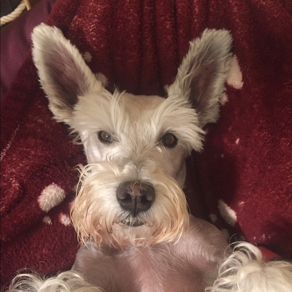 Meet your Posher, Cintia - Picture 3 of 3